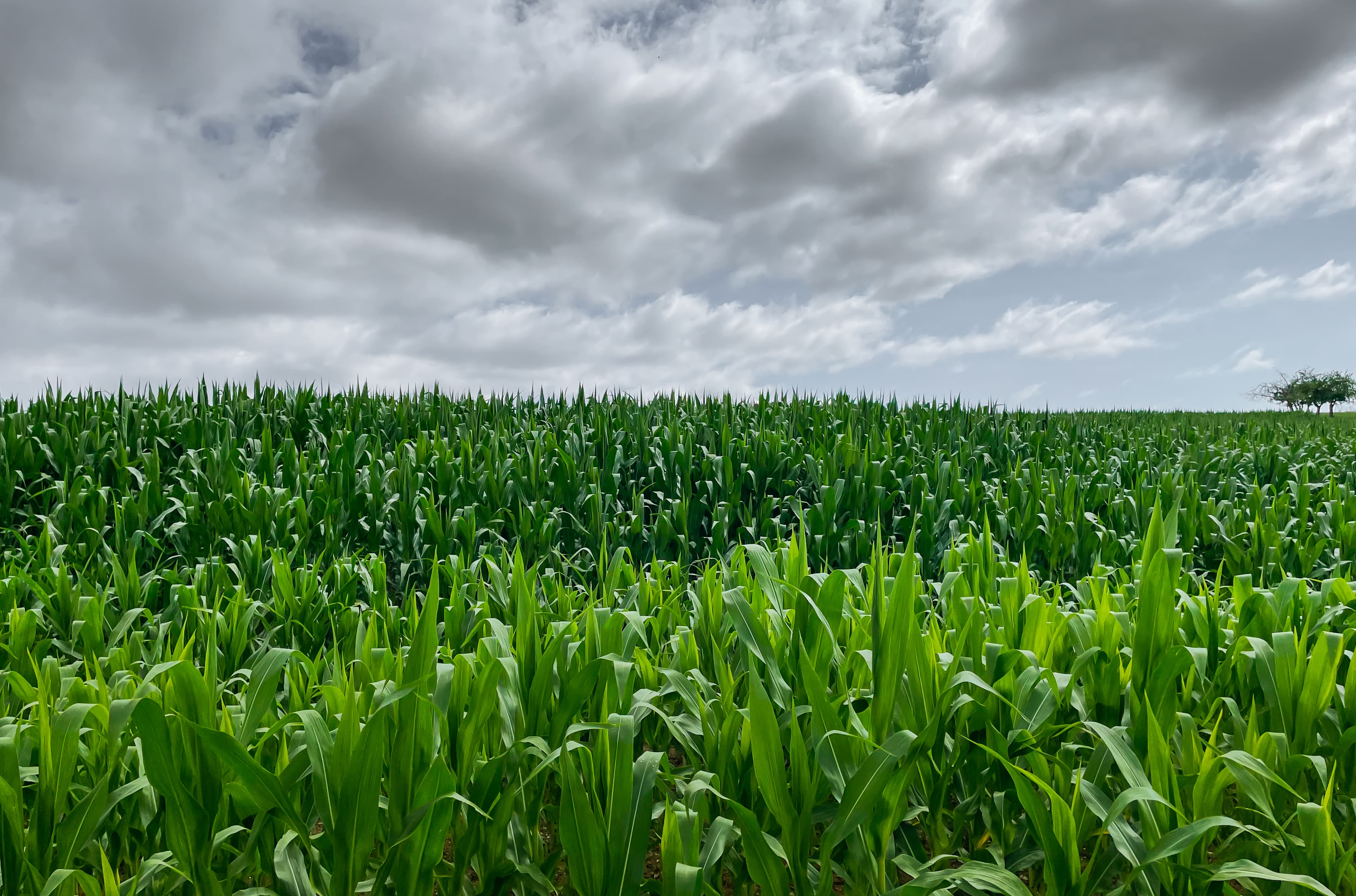 Vigorous hybrid commercial corn field in vegetative growth