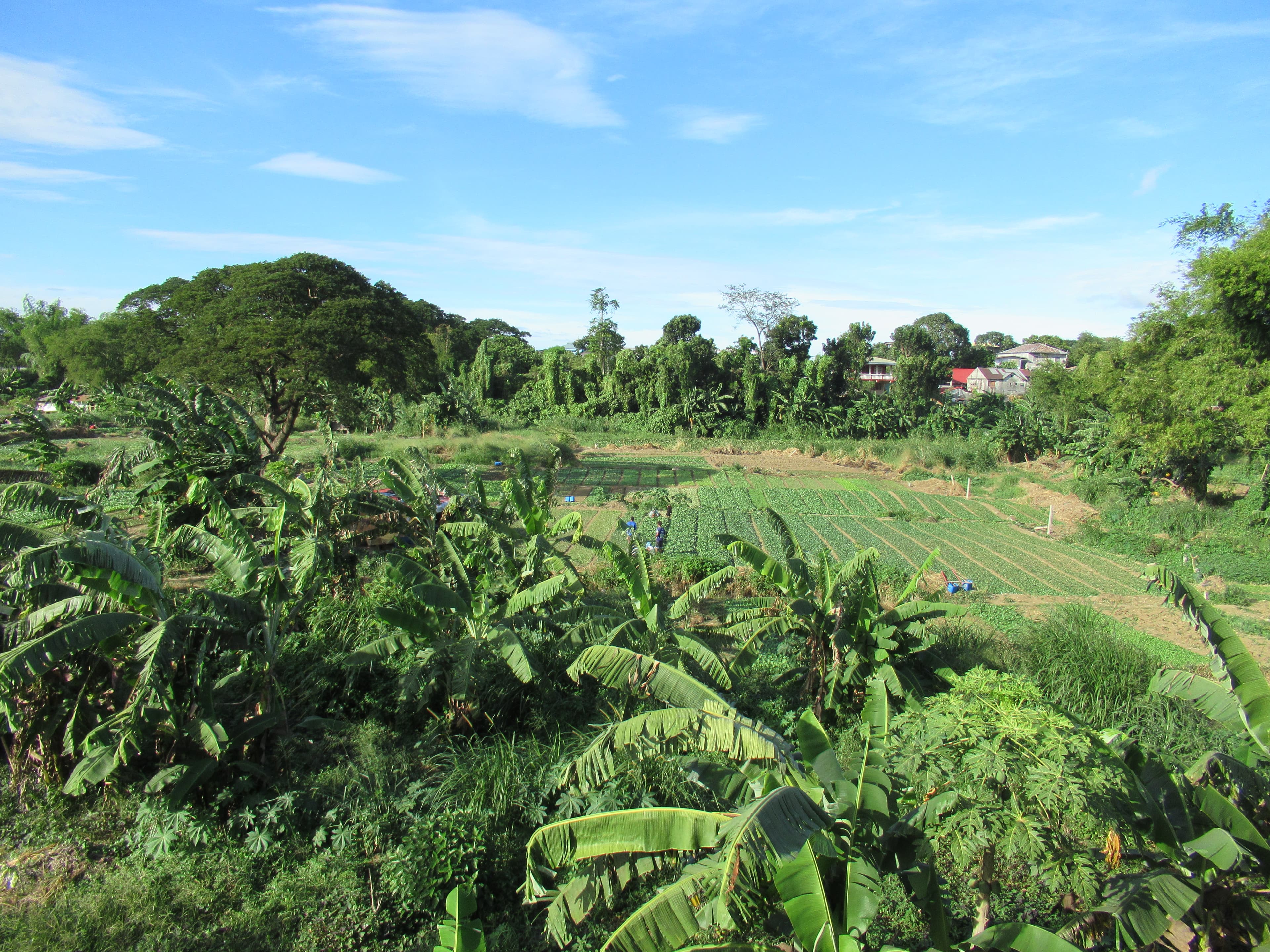 High-density horticulture vegetable cultivation beds