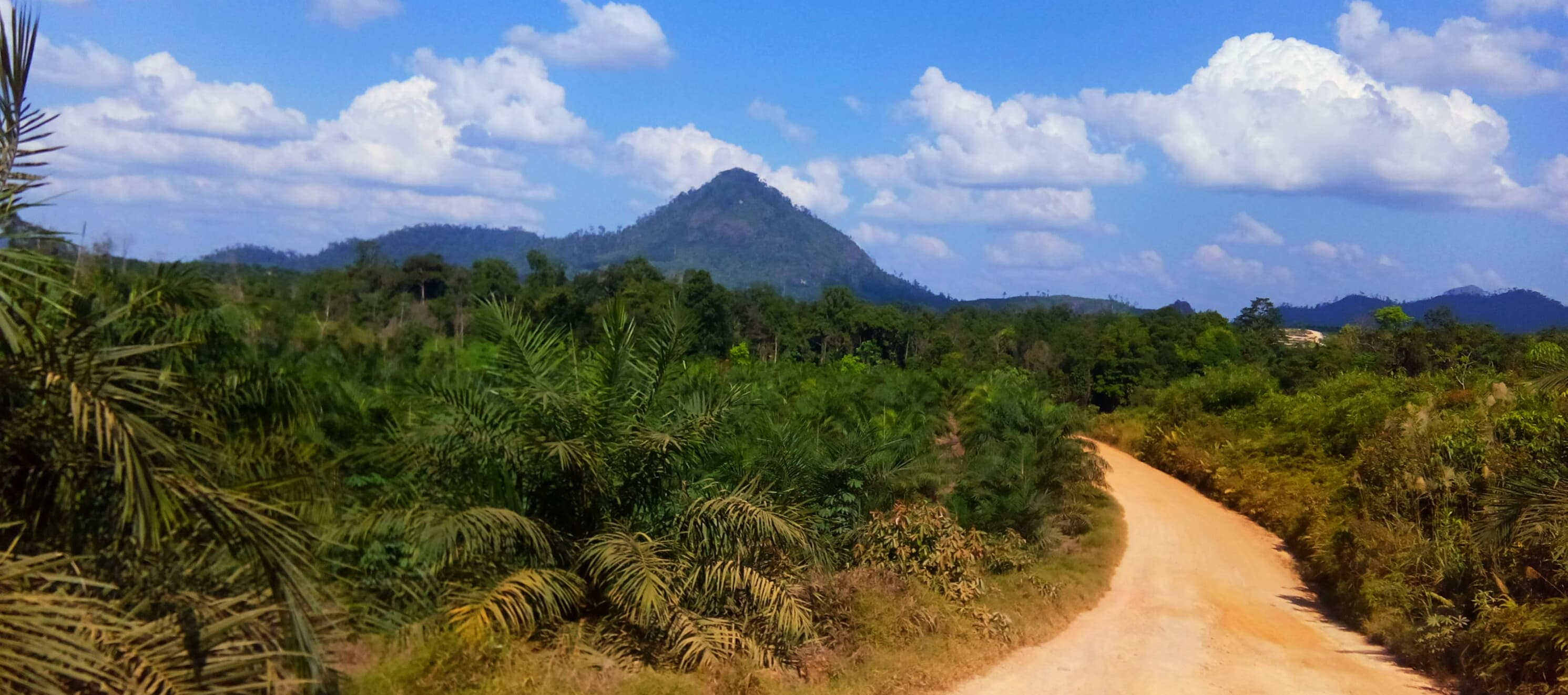 Commercial oil palm plantation rows in Indonesia