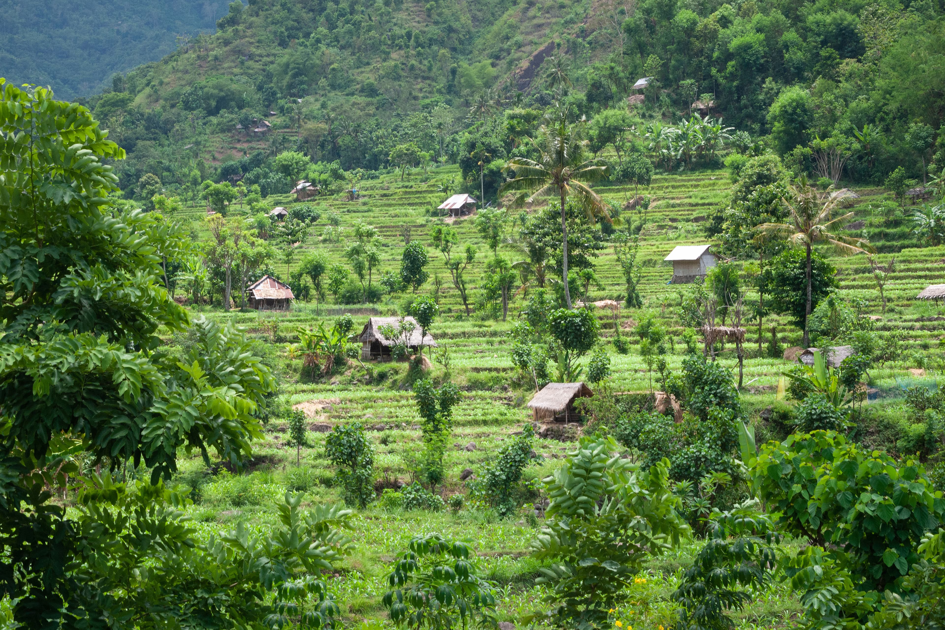 Indonesian rice paddy field terraces under agricultural cultivation