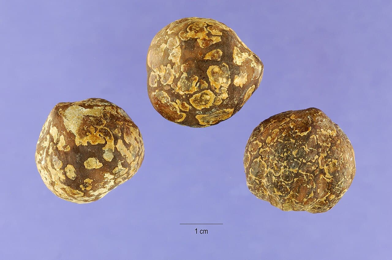 Hand-cracked whole and split candlenuts (kemiri) for spice and cosmetic processing