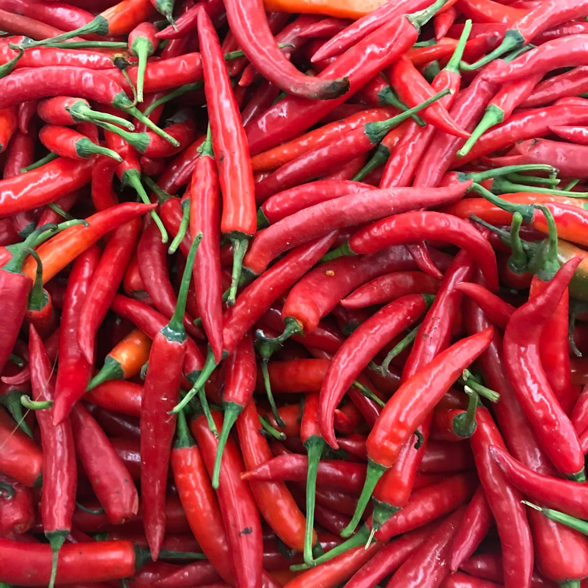 Sun-dried Indonesian red bird’s eye chili with intense capsaicin heat