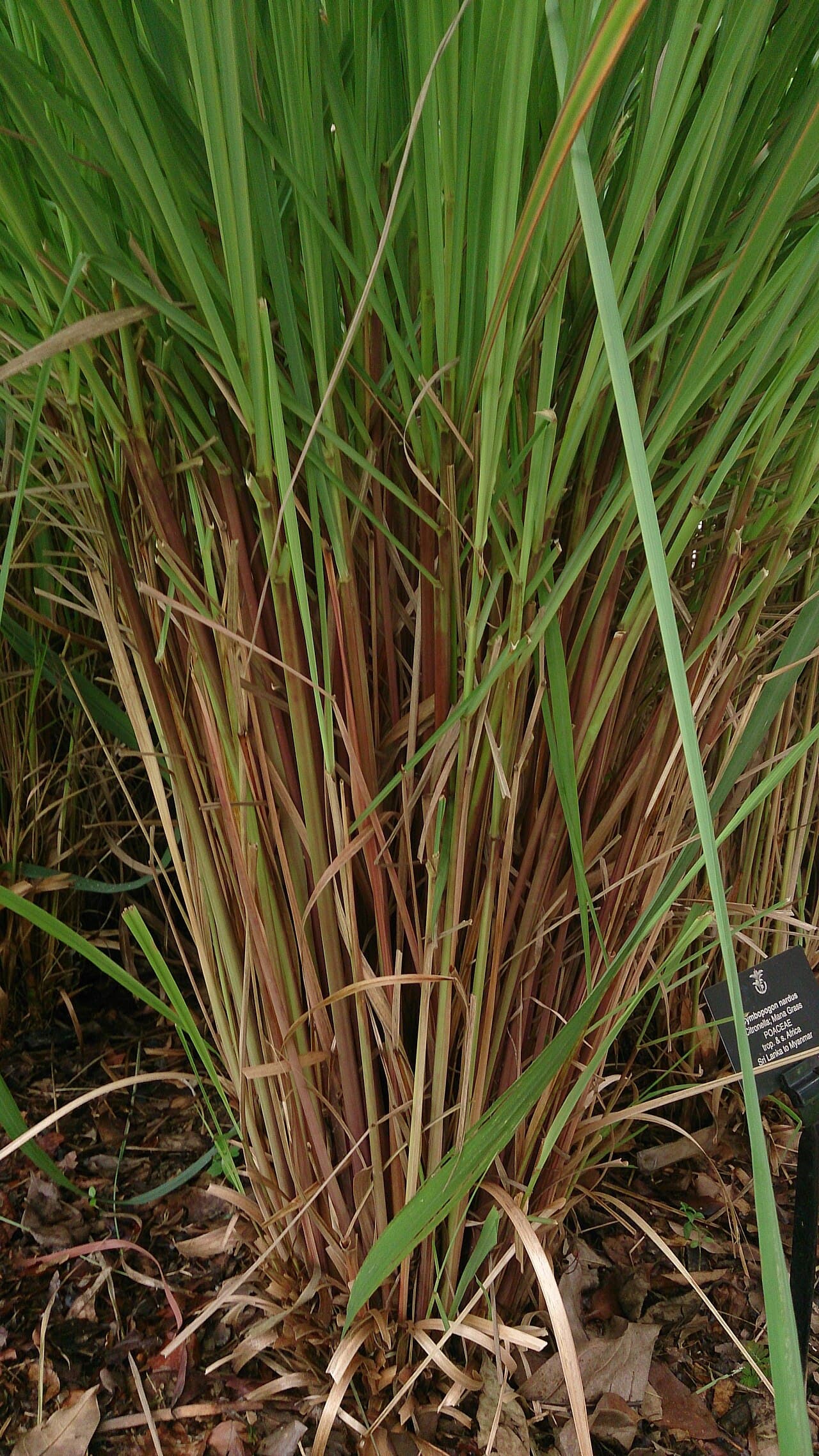 Java type pure citronella oil rich in citronellal and geraniol