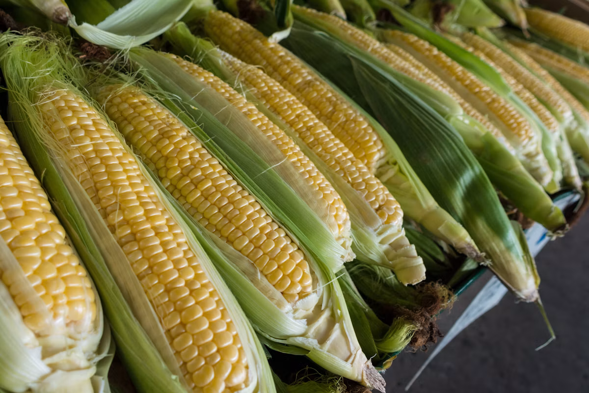 Sun-dried yellow feed-grade corn maize with low aflatoxin levels