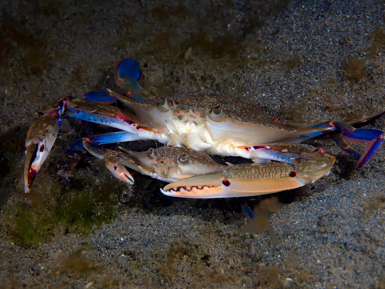 Indonesian Blue Swimming Crab (Portunus pelagicus) pasteurized claw and jumbo lump meat