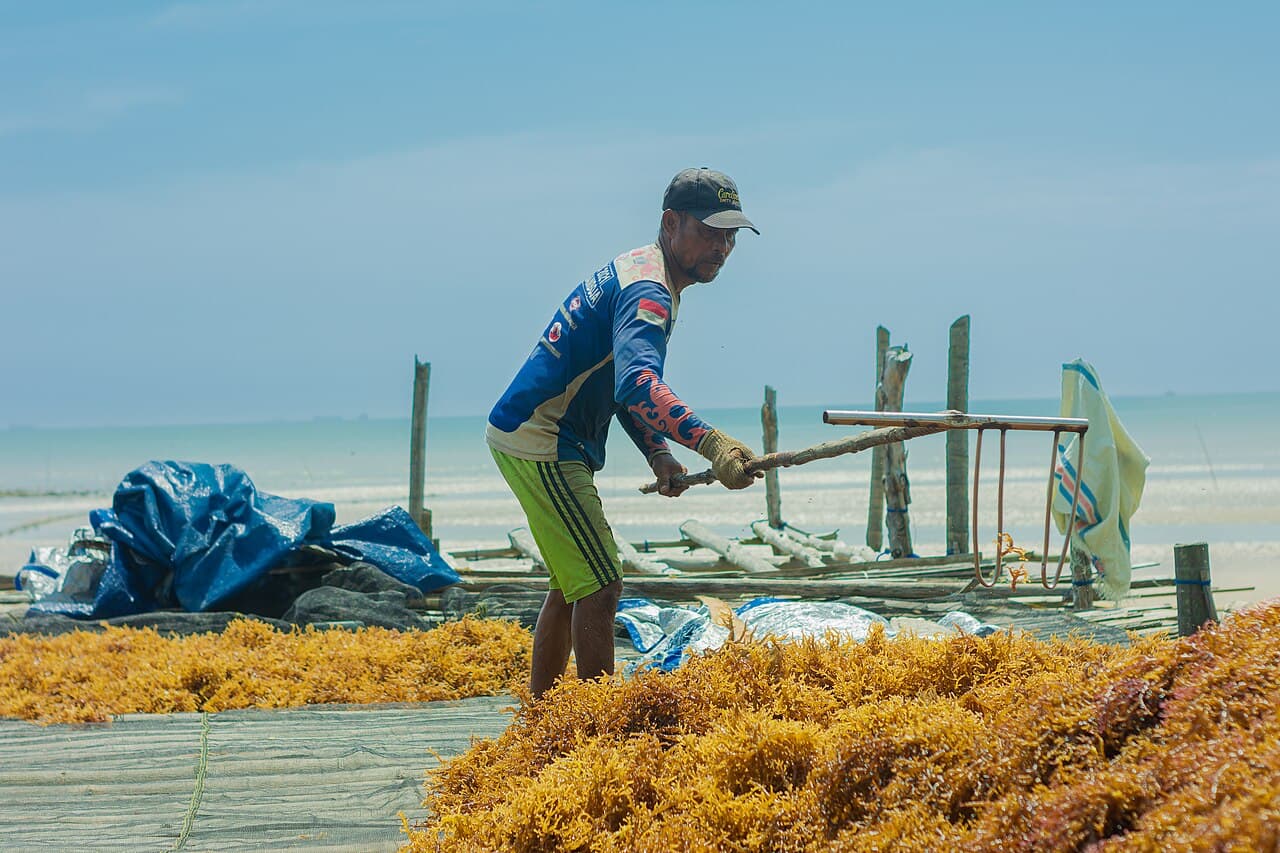 Sun-dried Eucheuma cottonii and Gracilaria seaweed with guaranteed moisture content
