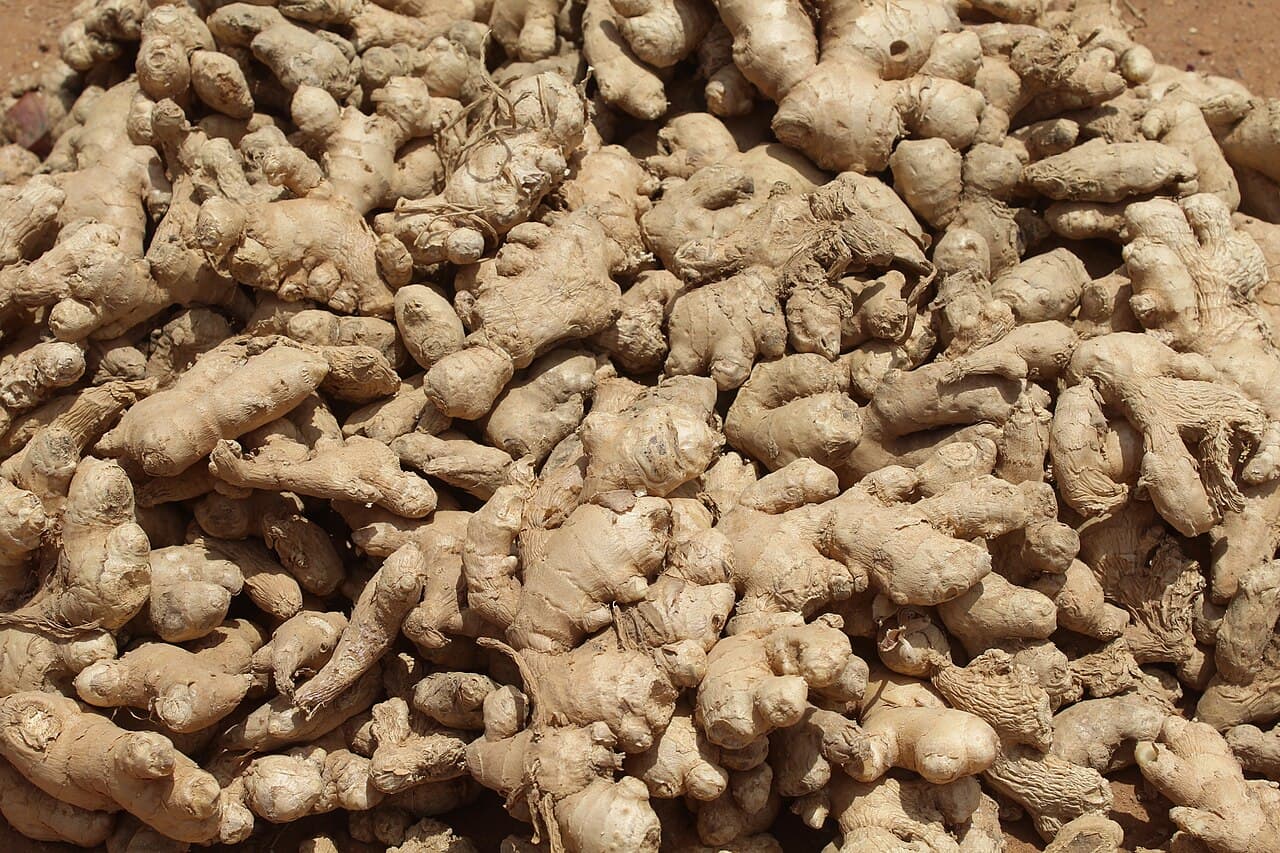Fresh and dried Indonesian elephant ginger and red ginger rhizomes
