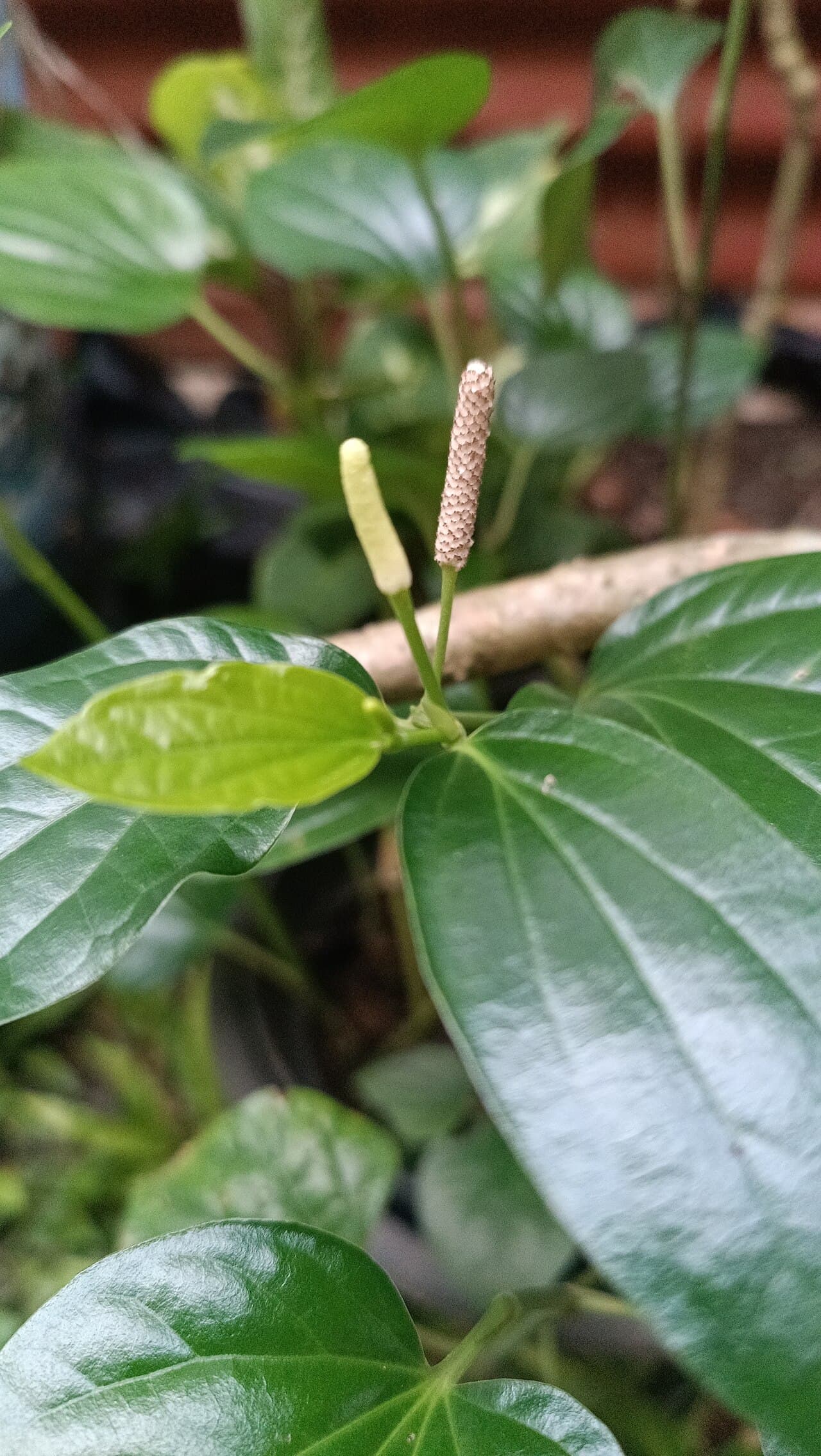 Indonesian long pepper spikes (Cabe Jawa - Piper retrofractum) dried for botanical extract
