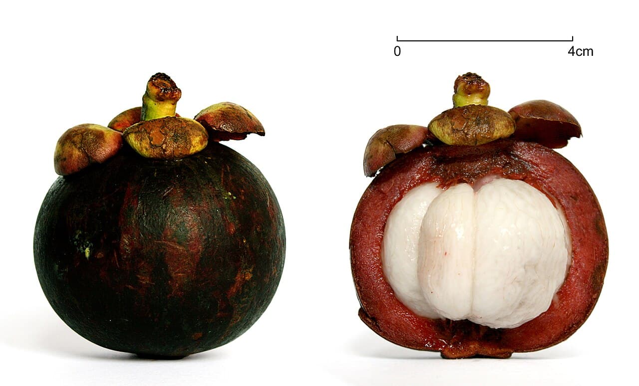 Export-grade Indonesian tropical fruits selected for international air and sea freight