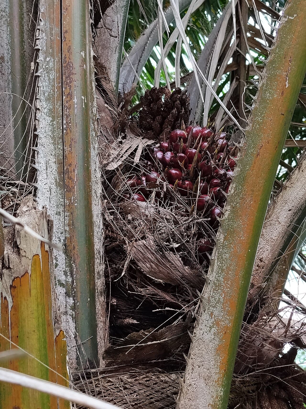 Fresh fruit bunches (FFB) harvested from certified sustainable oil palm plantations