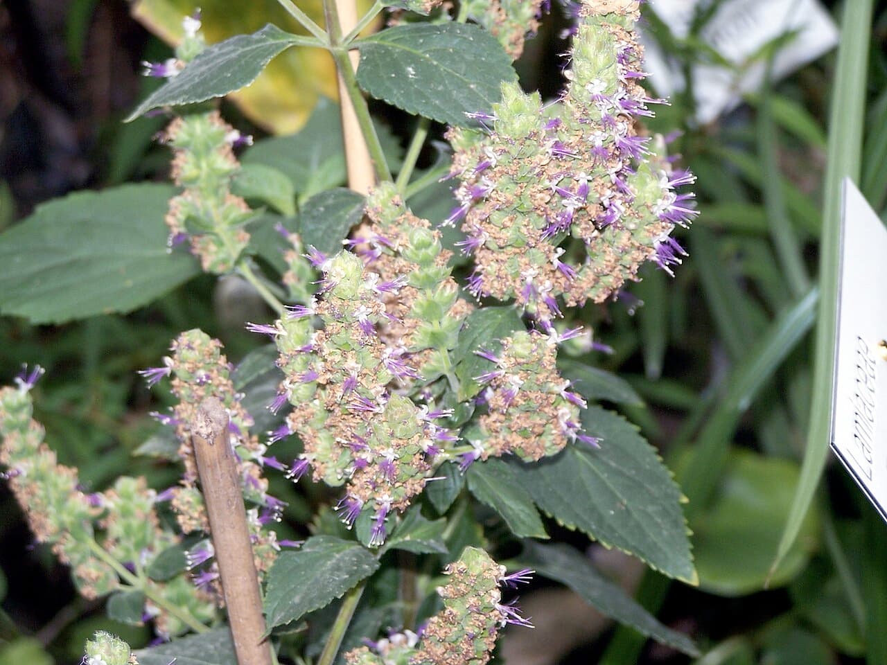 Pure steam-distilled Indonesian botanical essential oils and oleoresins