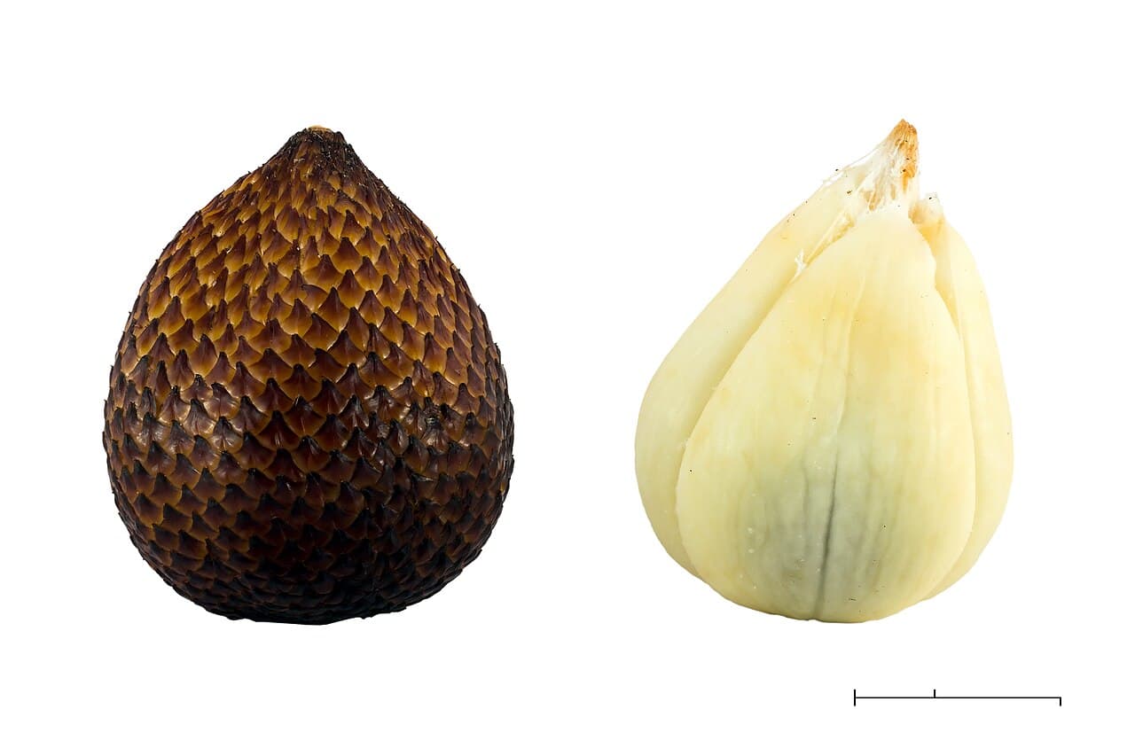 Hand-harvested Indonesian snake fruit (Salak Pondoh) with crisp aromatic flesh