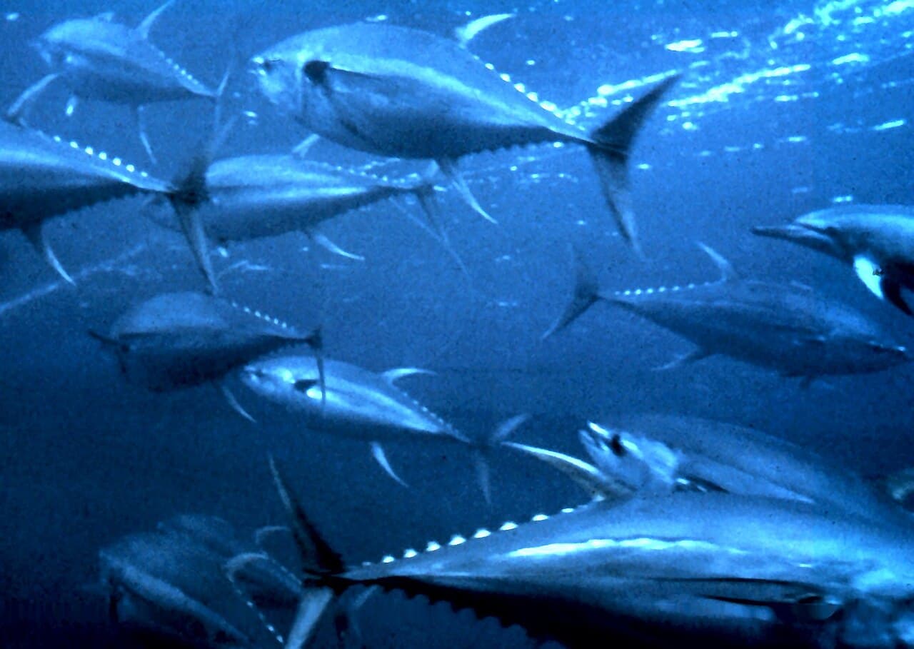 Wild-caught Yellowfin and Skipjack tuna loins and saku blocks frozen at -60°C