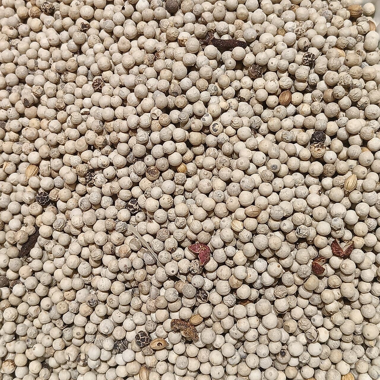 Water-retted and dehulled Muntok white pepper corns with high piperine content